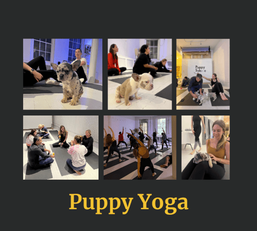 Puppy Yoga Event Photo