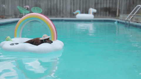 giphy-1-Aug-11-2023-04-16-08-8473-PM